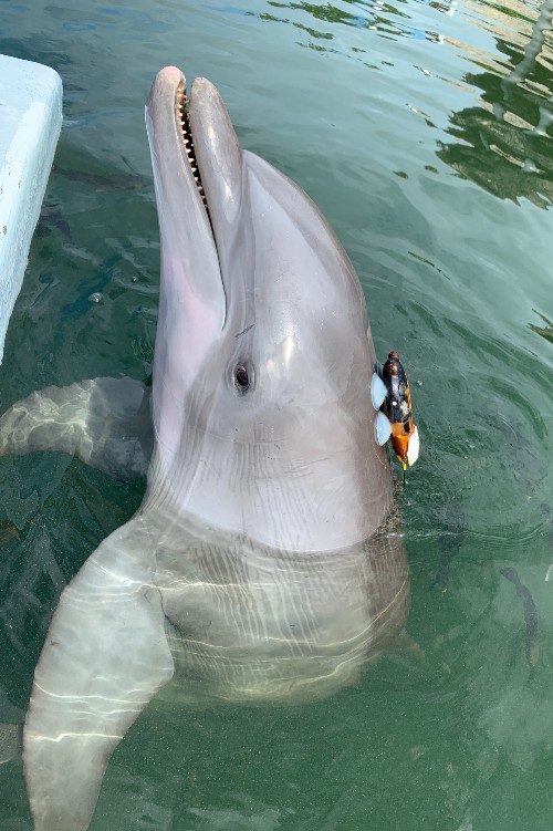 Dolphin wearing the sound and movement recording tag (DTAG).